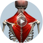 Homepage | Muscle&Motion - Strength Training Anatomy, Muscular Anatomy