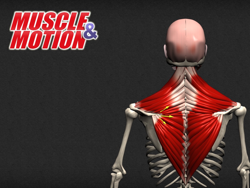 Homepage Muscle&Motion Strength Training Anatomy, Muscular Anatomy