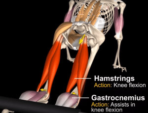 Best Hamstring Exercise - Nordic Hamstring Curl to Reduce Risk of Injury