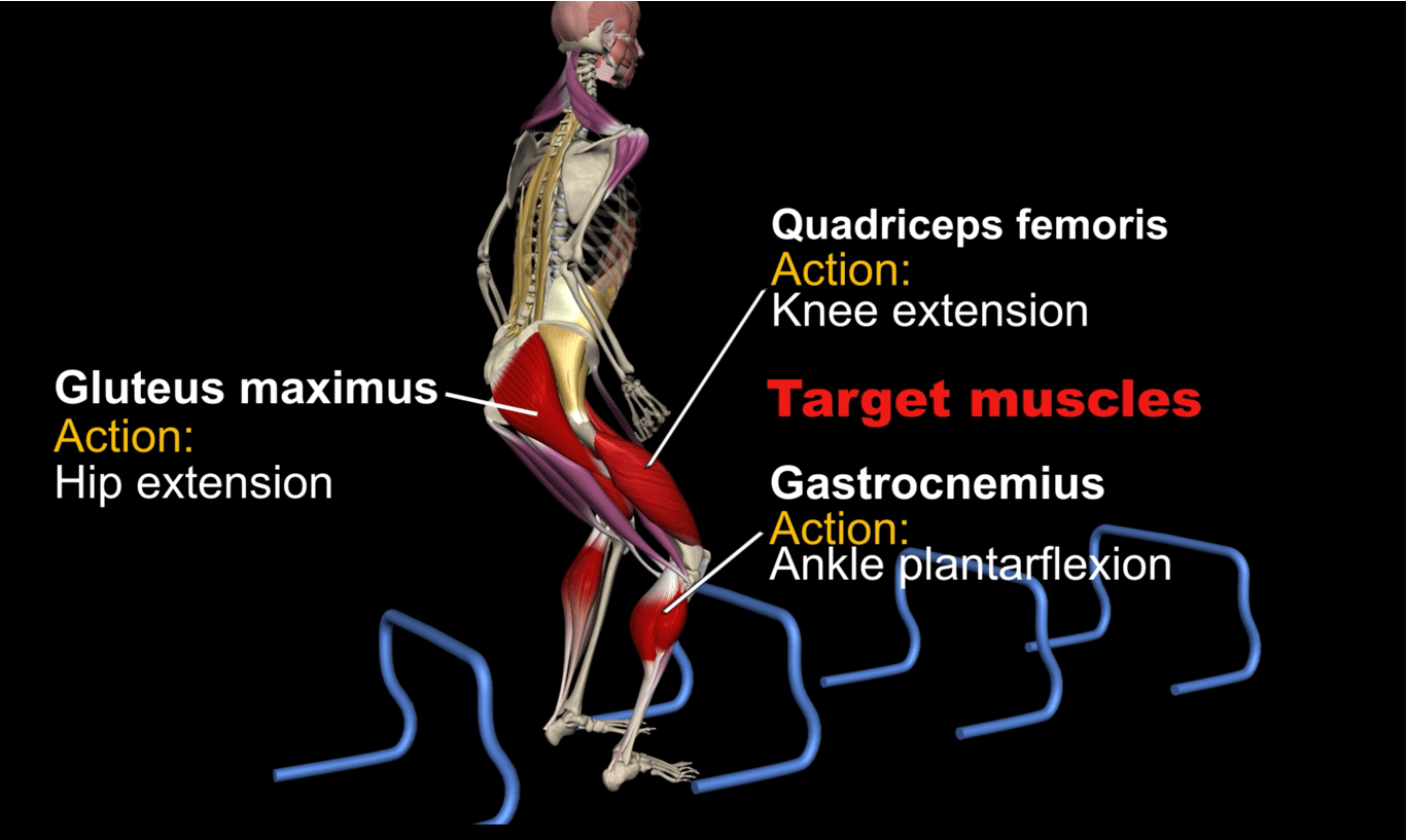 Hurdle Jumps anatomical analysis | Muscle&Motion - Strength Training ...