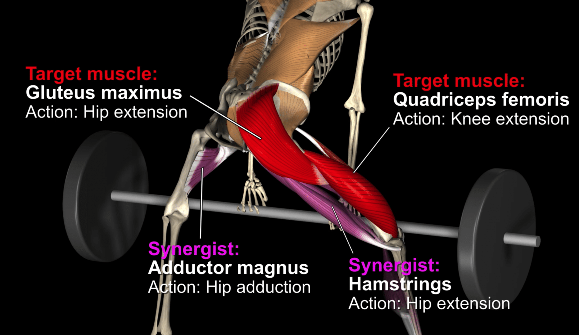 Sumo Deadlift | All the steps to do it the best way possible.