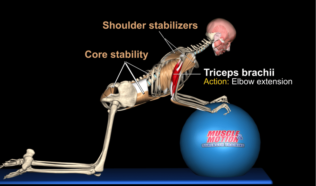 Kneeling Triceps Extension | A Science-Based Exercise Analysis in 3D