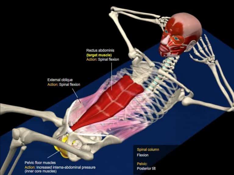 3 Ab Exercises Tageting The Rectus Abdominis | 3D Anatomical Analysis