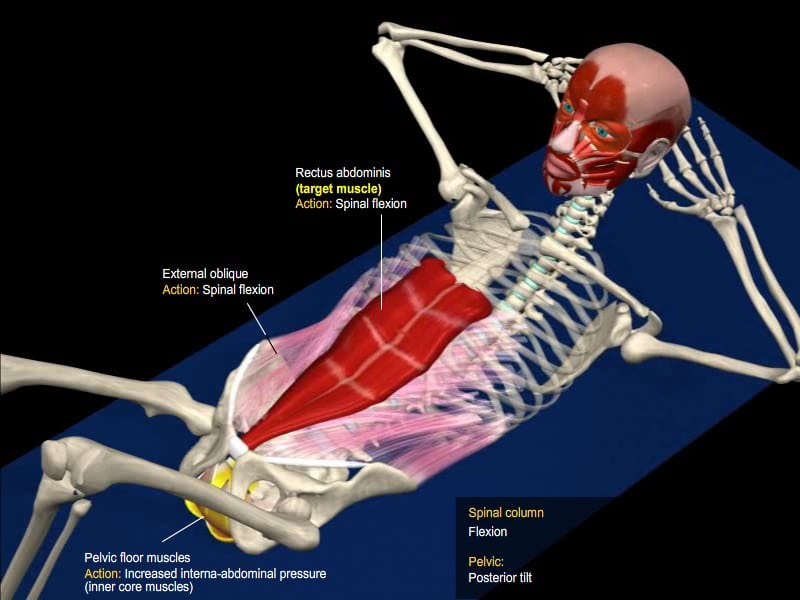 3 Ab Exercises Tageting the Rectus Abdominis 3D Anatomical Analysis