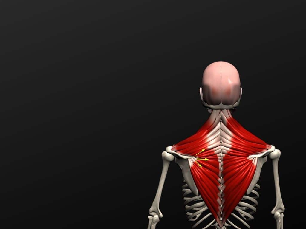 11 | Muscle&Motion - Strength Training Anatomy, Muscular Anatomy and More!