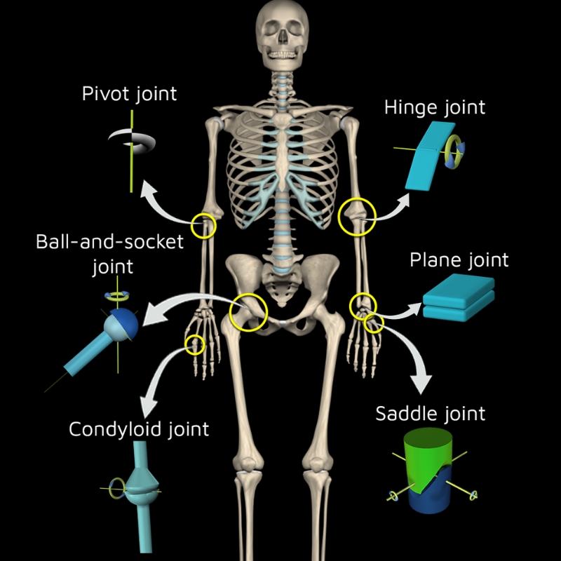 types of cartilaginous joints