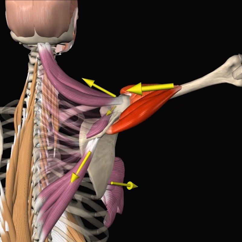 anterior and lateral side raises