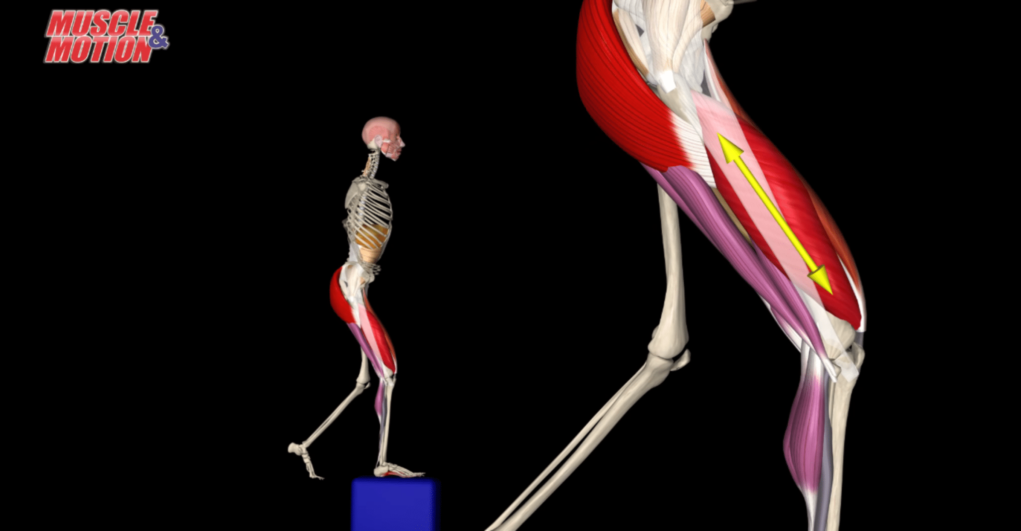 The three different types of muscle contractions | Muscle and Motion