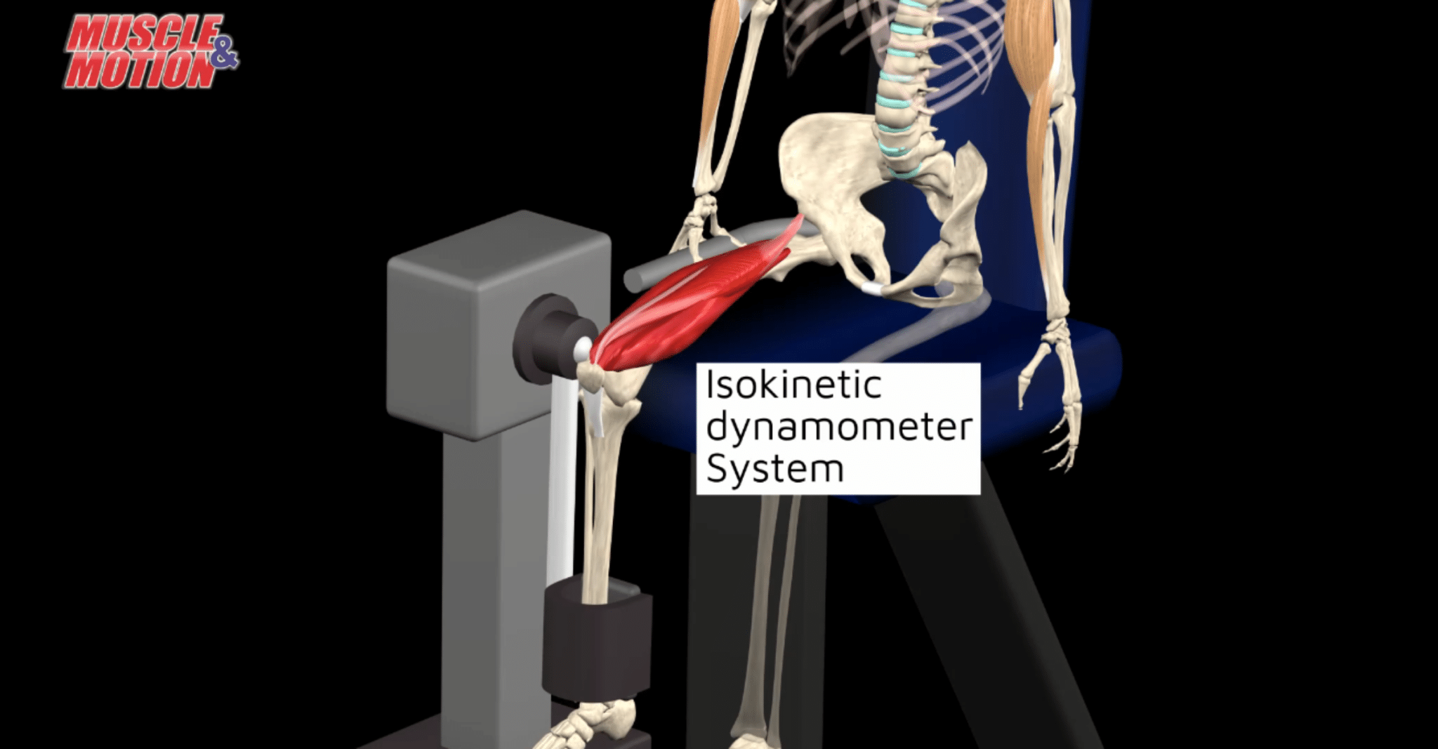 The Three Different Types Of Muscle Contractions Muscle And Motion