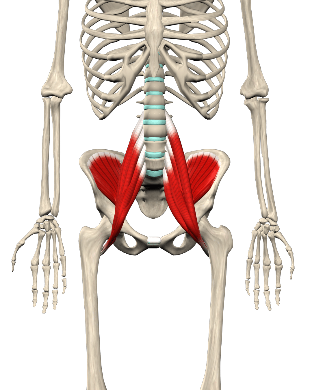 Does Strengthening the Iliopsoas Matter? | Muscle & Motion blog