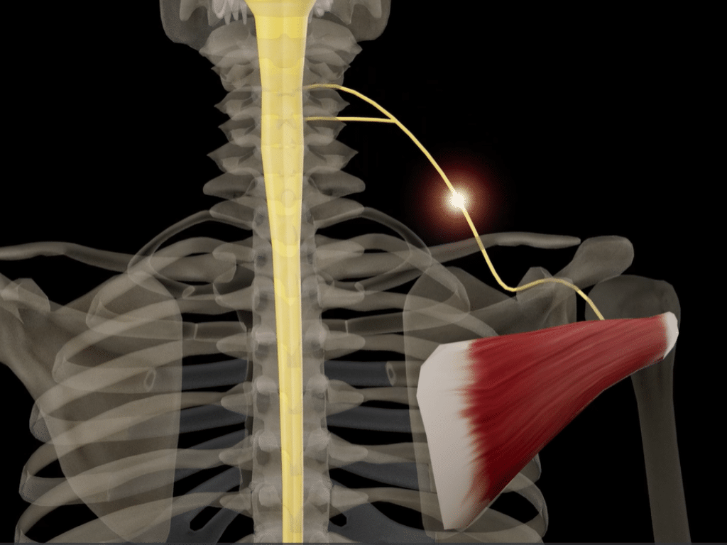 Header Mobile Mind-Muscle Connection