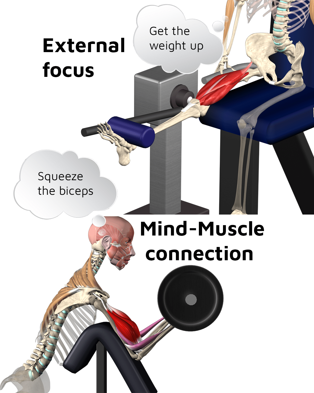 Mind-Muscle Connection | Muscle&Motion - Strength Training Anatomy ...