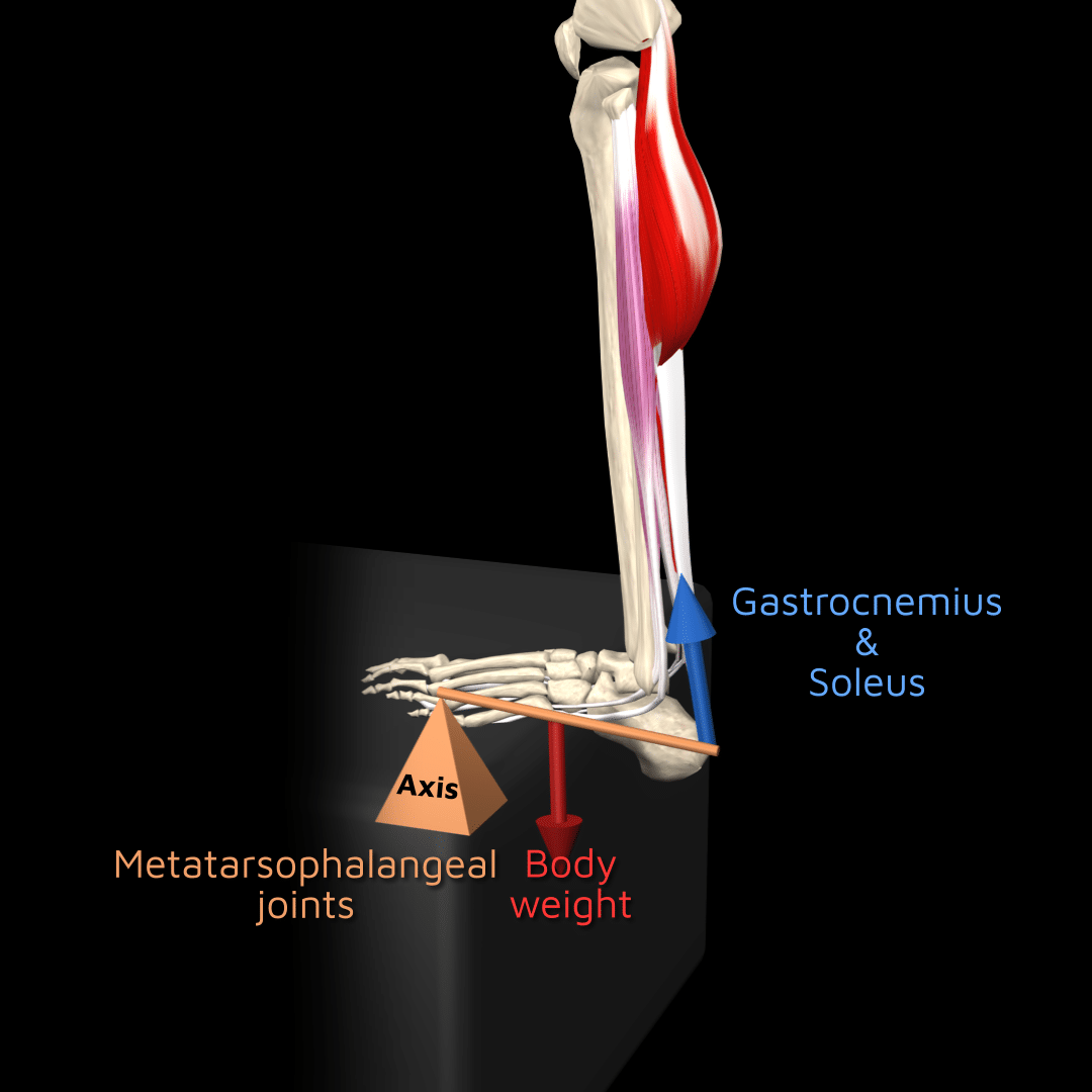 Understanding the Three Types of Levers in the Human Body | Muscle ...