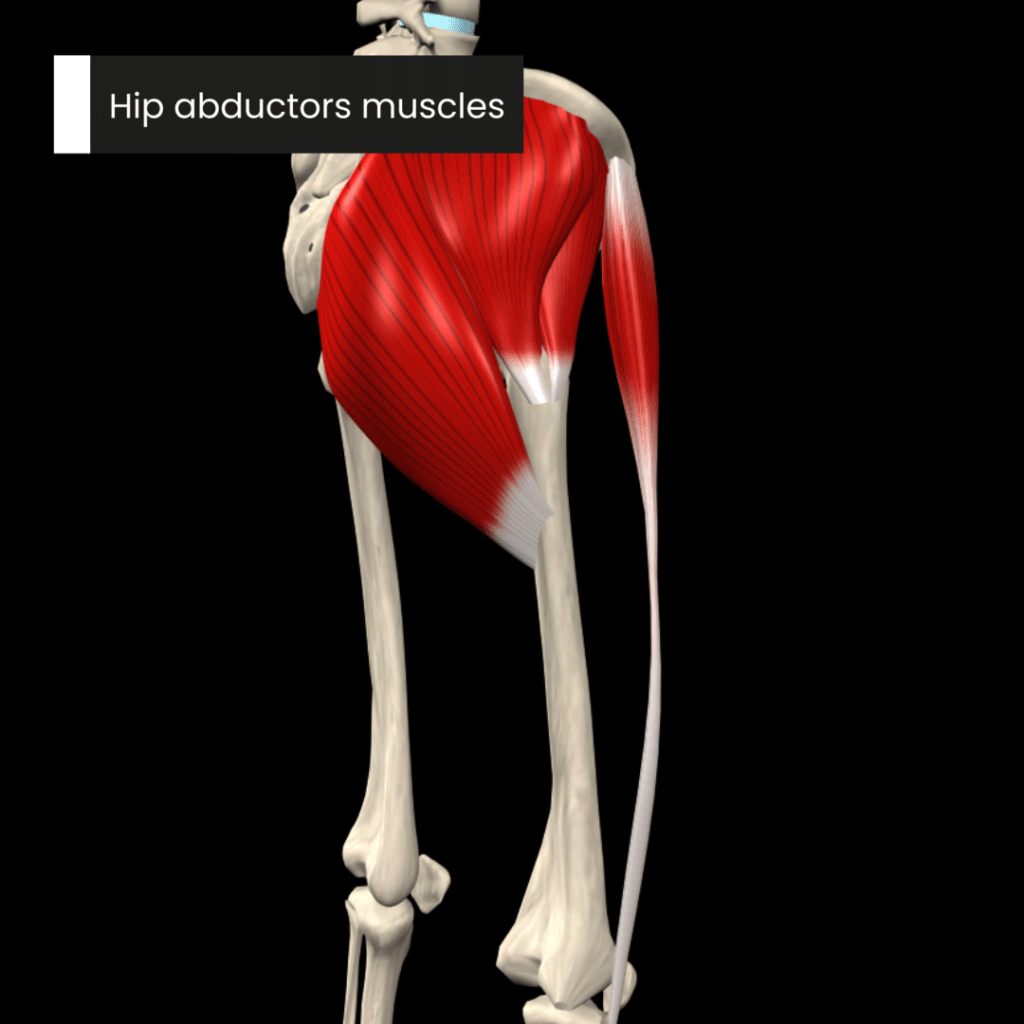 Hip abductors muscles