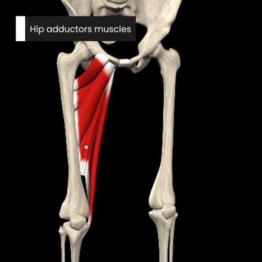 Hip adductors muscles