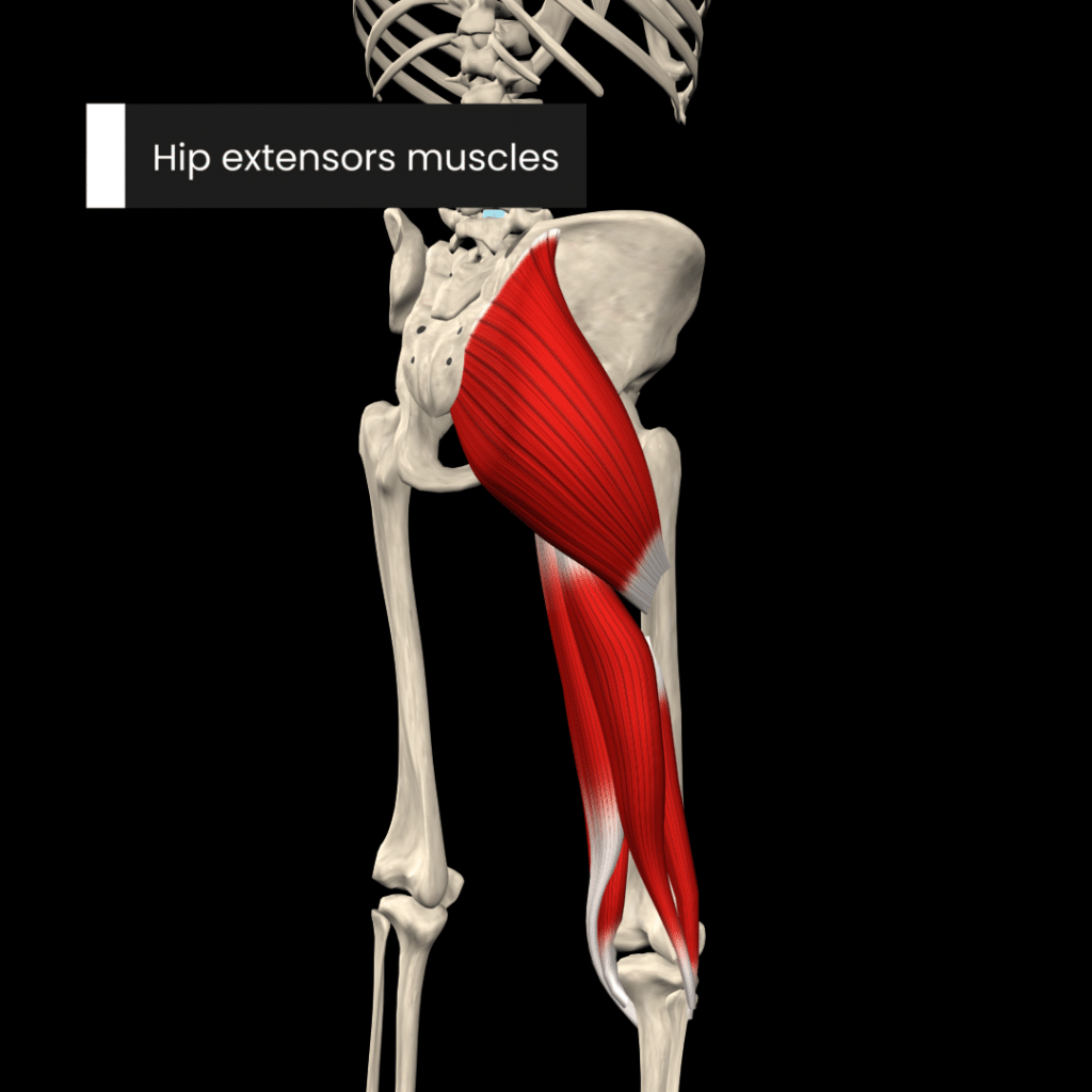 Hip extensors muscles