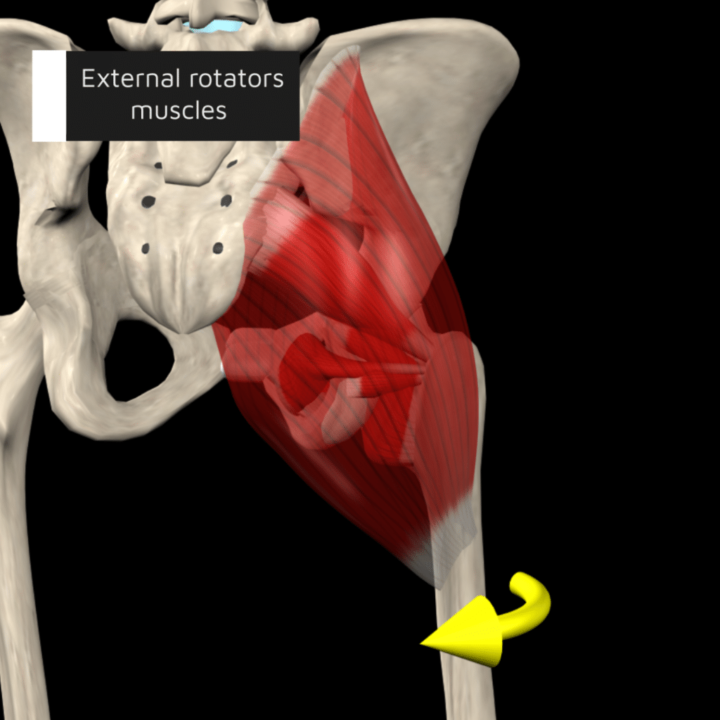 Hip external rotator muscles