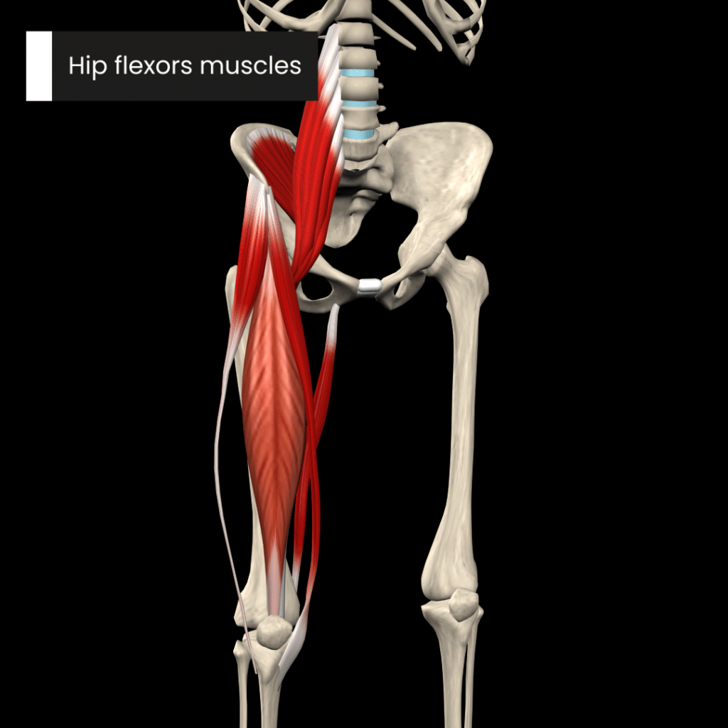Hip flexor muscles