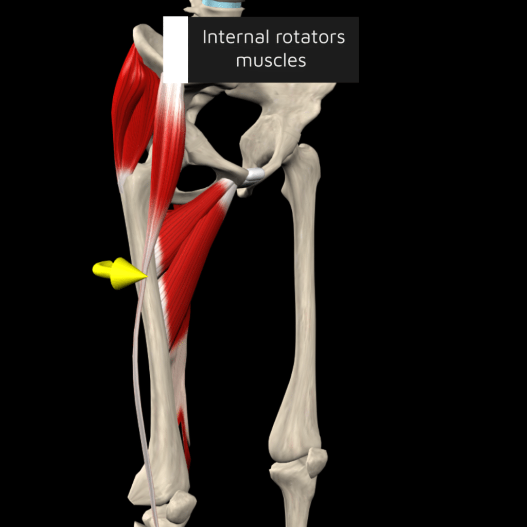 Hip internal rotator muscles