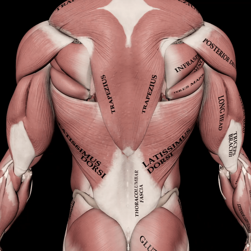 Blog featured image Posterior Deltoid