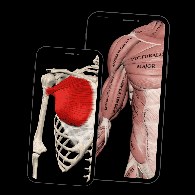 Blog featured image 3d anatomy app