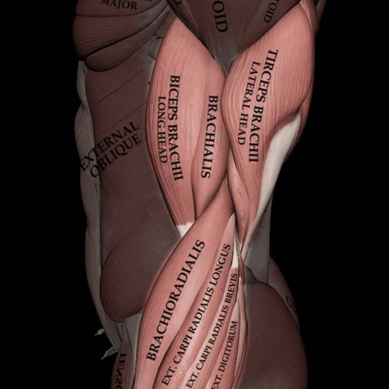 Blog featured image Guide to Building Strong, Impressive Arms