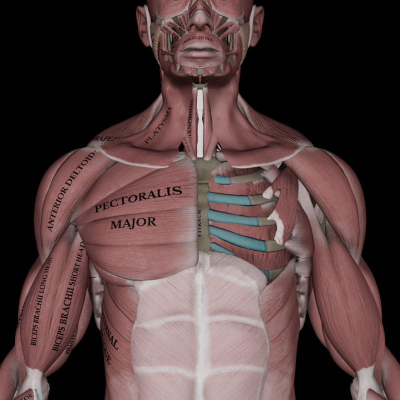 Blog featured image Pectoral Region