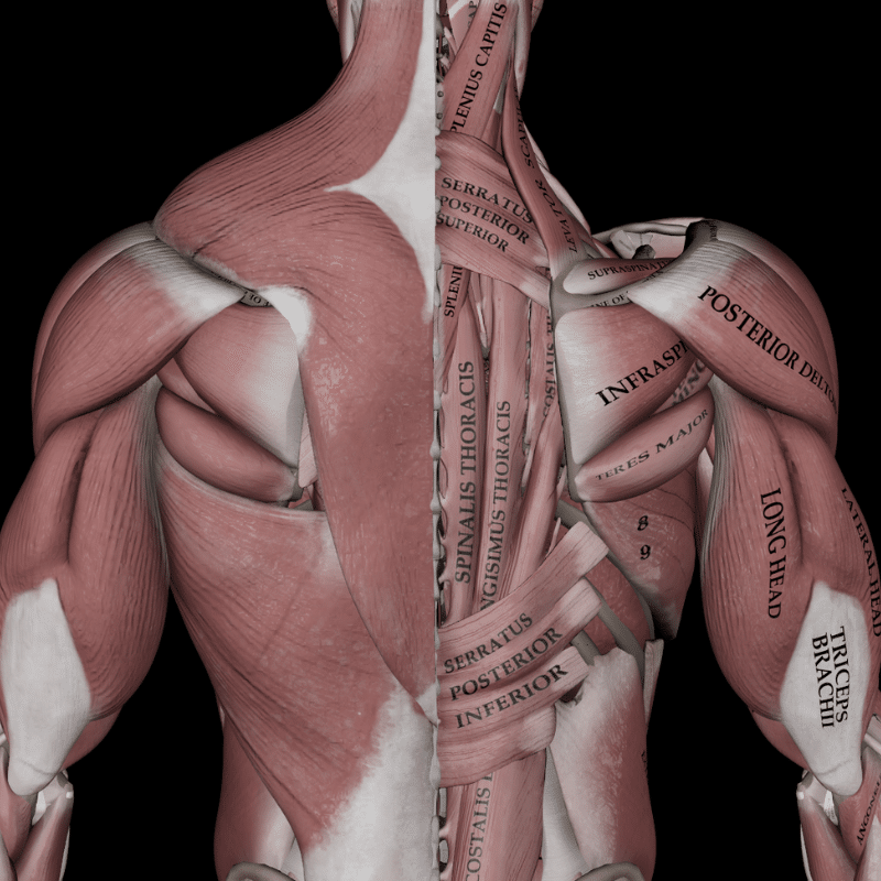 Blog featured image back muscles