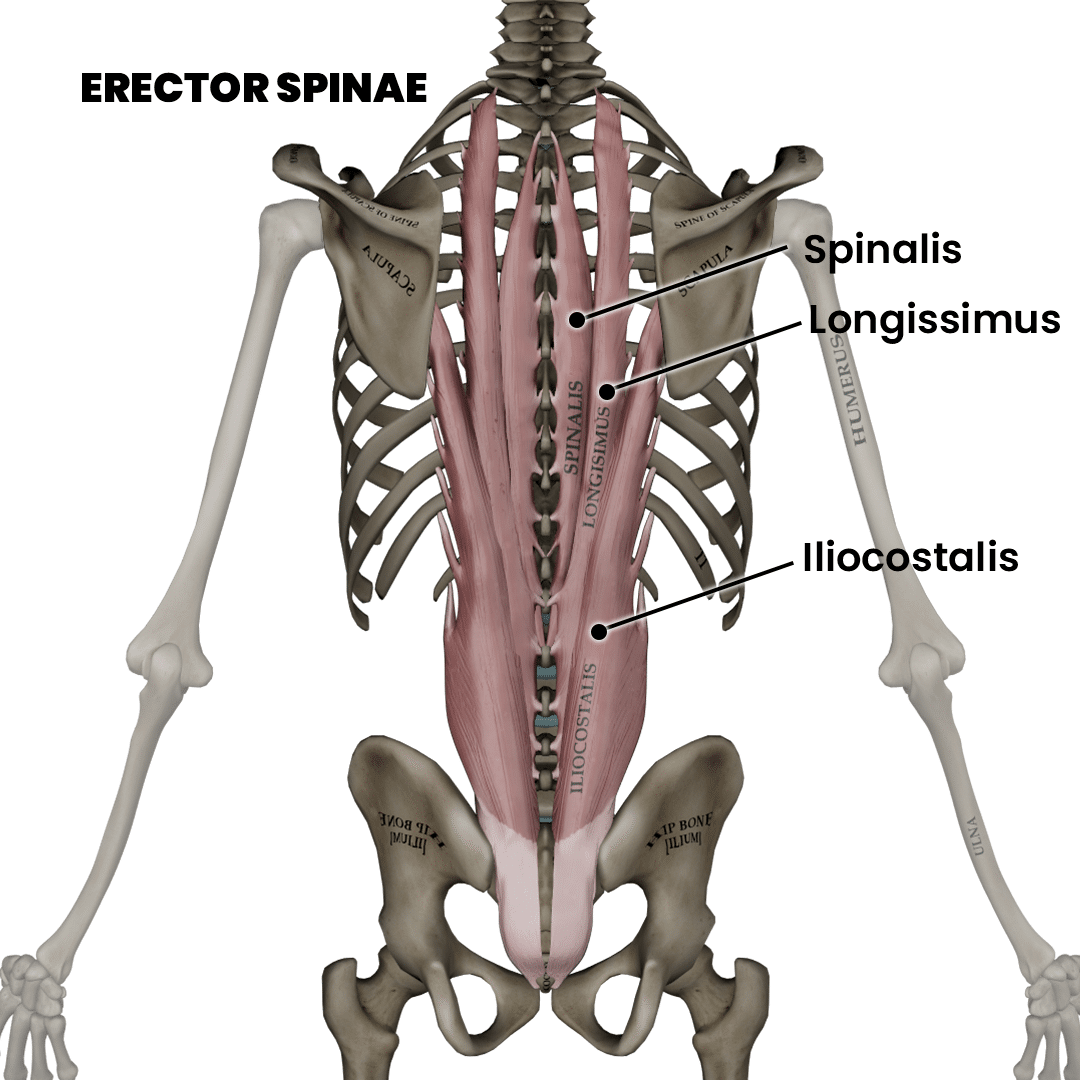 Erector spinae