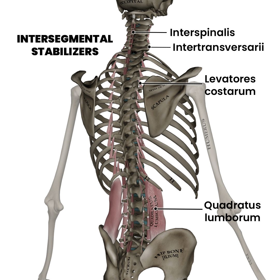 Intersegmental stabilizers