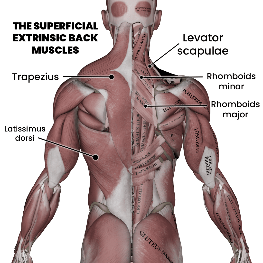 Superficial extrinsic