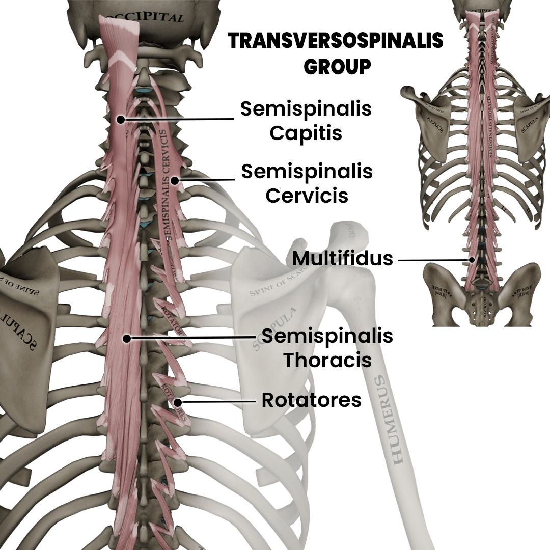 Transversospinalis Group