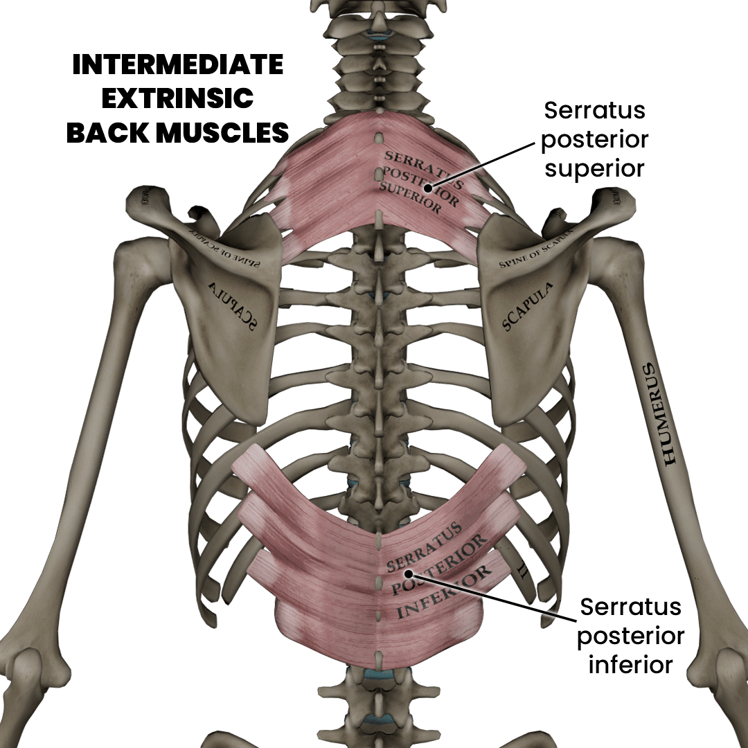 intermediate extrinsic back muscles