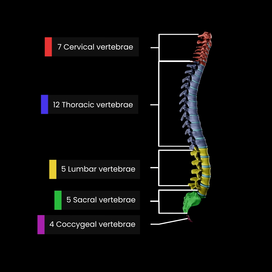 structure of the vertebral column