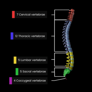 Blog featured image Structure of the Spine