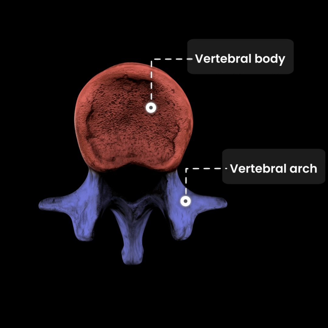 vertebral arch