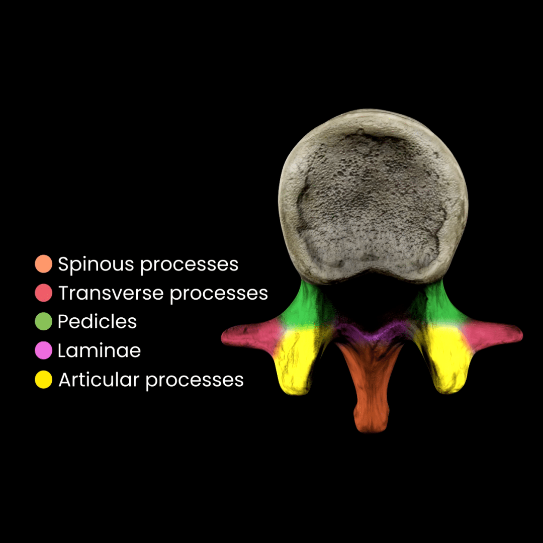 vertebral arch_Groups